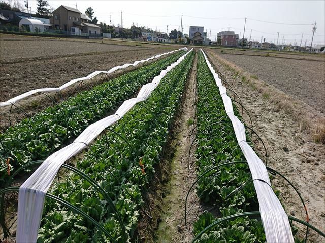 NEXCO中日本、農地所有適格法人を設立。農業により高速道路沿線地域を活性化