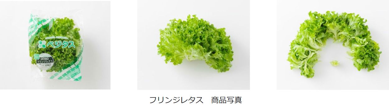 スプレッド 家庭用サラダに最適な植物工場野菜 フリンジレタス を販売開始 植物工場 農業ビジネスオンライン