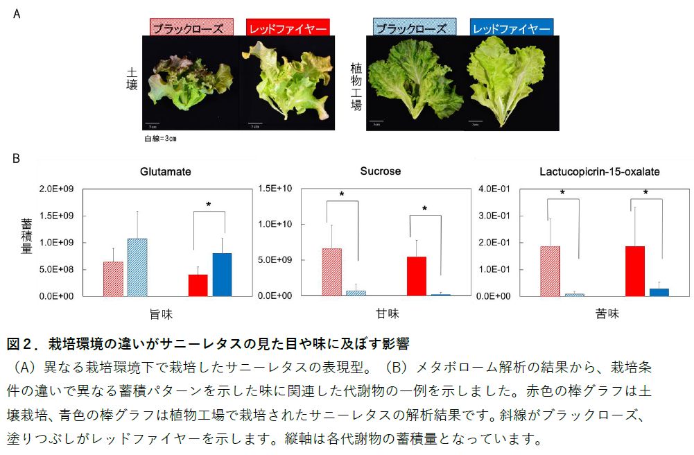 キーストーンテクノロジー、筑波大学など「植物工場サニーレタス」の味覚・機能性成分の組成を解明