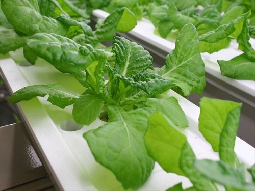 植物工場「エコデシックで美味しい野菜ファンド」の出資者が100人超え・70%以上を達成