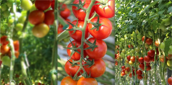 ミレニアム・パシフィック社、オランダ最新技術を導入した”トマト植物工場”を建設