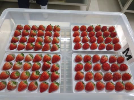 沖縄セルラー電話による人工光型植物工場によるイチゴ生産・本格出荷へ