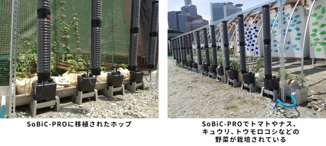 大阪駅前再開発エリア、食の安全や防災のためのコミュニティ創り。ビールのホップも栽培