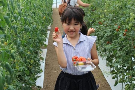 JAF宮城、夏休み企画のミニトマト収穫体験を開催