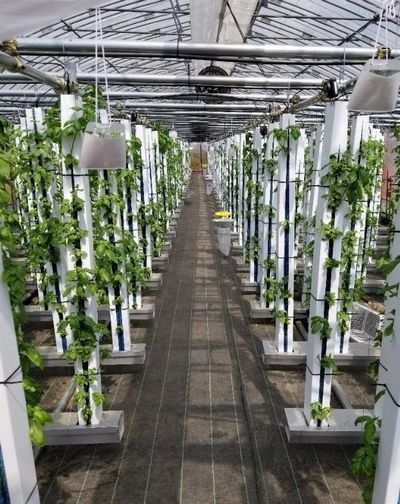 グリーンリバー、縦型水耕ファームにて日本最大級のバジル生産植物工場を稼働