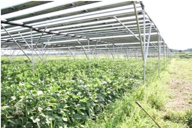ハウステンボス、地産地消・日本初の自家消費型ソーラーシェアリングとブルーベリー観光農園を開設