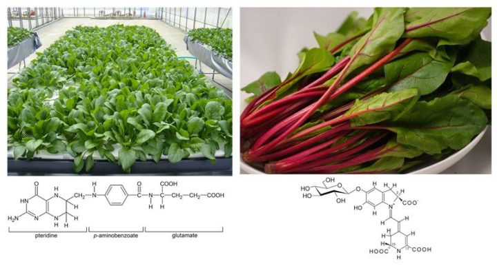 三菱ケミカルと京都大学、植物工場・環境制御による葉酸＆ベタシアニンが豊富な機能性ホウレンソウを開発