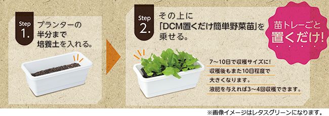 プランターに土を入れて苗を置くだけの簡単栽培「DCMブランド 置くだけ簡単野菜苗」新発売 