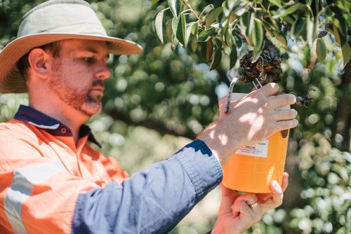 オーストラリア、果樹用スマート捕虫器ベンチャーが約1.4億円の資金調達へ