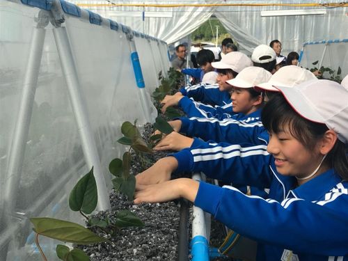 ミス・グランド・ジャパンの公式フラワーにも採用「アンスリム」の本格栽培が福島県・川俣町でスタート