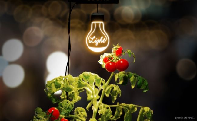 太陽がなくてもトマト収穫、デザイン性の高い植物栽培ライト“ルーチェ”が新発売