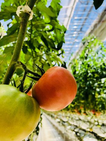 三共木工、太陽光利用型植物工場トマトによる定植2期目の収穫・販売へ