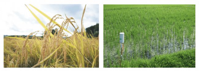 浅草農園ブランドの大福など、ICTを活用した農薬肥料不使用ササニシキが優良事例に選定