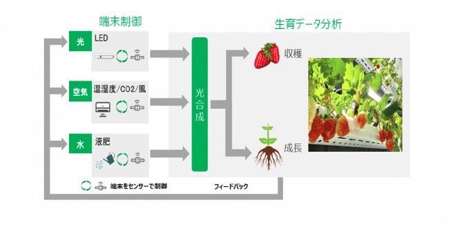 NTT西日本・いちごカンパニー等、IoT技術を活用したイチゴ植物工場プラントを建設