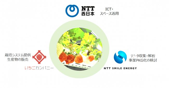 NTT西日本・いちごカンパニー等、IoT技術を活用したイチゴ植物工場プラントを建設