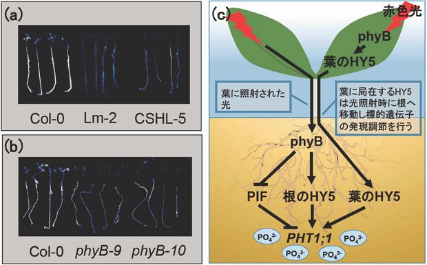 東京大学など、赤色光にて植物に成長に必須なリン栄養の吸収を促進