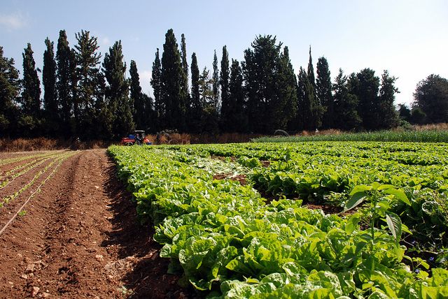 イスラエルのテルアビブ、植物工場などを活用した都市型農業の実証モデルを整備