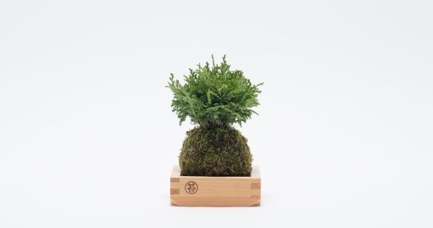 Green’s Green × BEAMS こけ玉や盆栽などのグリーンインテリアを提案