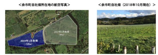 アサヒ、北海道余市町に日本ワイン用ぶどう畑の農地を2ha追加取得