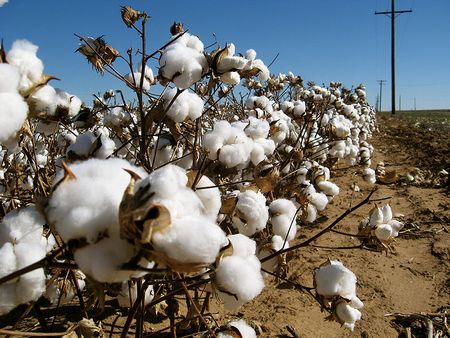 日鉄住金物産、インド・パンジャブ州立農業大と綿花の共同研究開始で合意