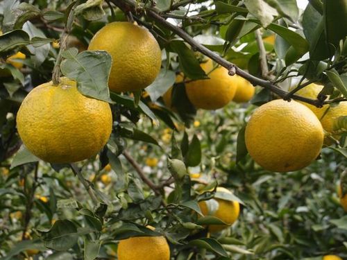 ファイブワン、柑橘類じゃばらの果皮粉末にて花粉症の緩和と抗酸化力の向上