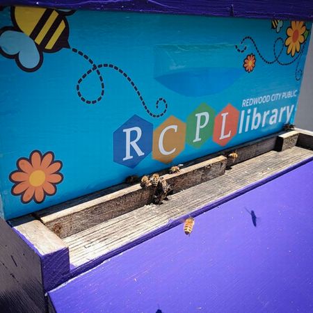 米国カリフォルニア州の図書館、屋上に養蜂箱を設置。本格的な商品販売へ