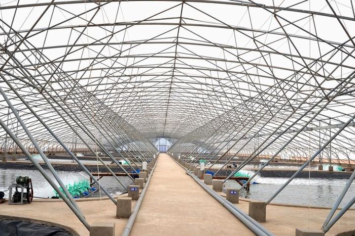 ベトナムのエビ養殖大手が環境配慮・植物工場型の巨大施設をオープン。稚魚の国内市場を独占