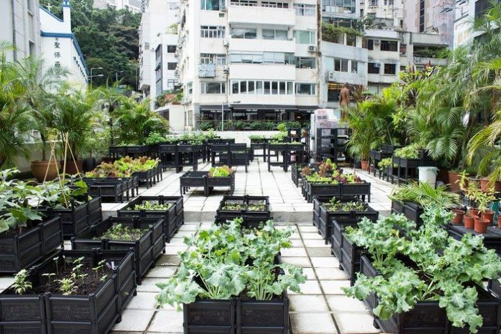 香港にて屋上ファームが拡大。60カ所以上のファームが存在、スタバなどの民間企業も参加