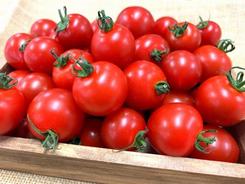 新規参入の精密金属部品メーカーのキャステム、沖縄・広島でトマトとイチゴの初収穫