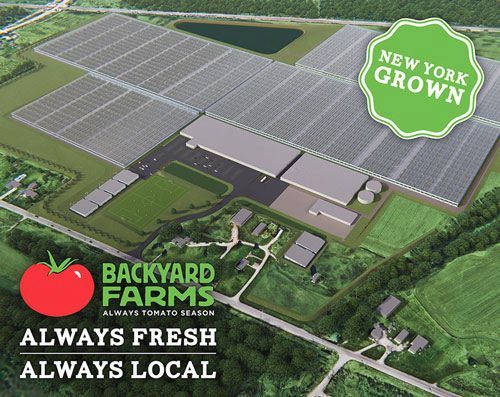 『Backyard Farms』ブランドの植物工場トマトを大都市ニューヨークへ販売。約29haの巨大施設が建設中