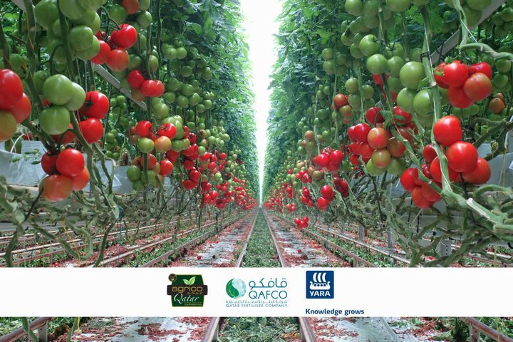 カタールの植物工場ベンチャーと肥料メーカーが連携。技術実証センターにて人材育成を実施