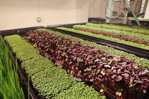 自閉症を支援する米国ニュージャージー州のNPO団体、完全人工光型植物工場による野菜の生産を開始