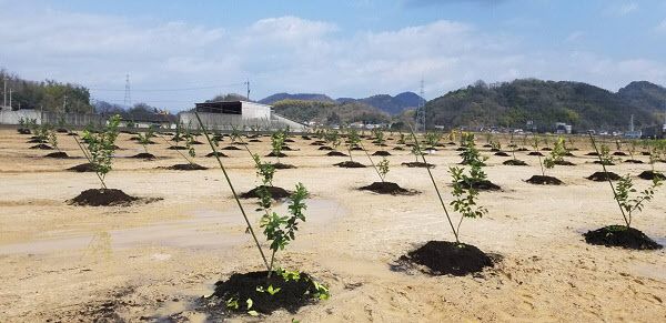 ポッカサッポロ、広島県大崎上島町でレモン栽培を開始