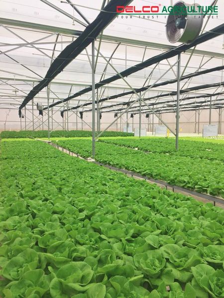 ベトナム・ハチ社の農業IoTシステム、国内の水耕栽培・植物工場への導入が加速