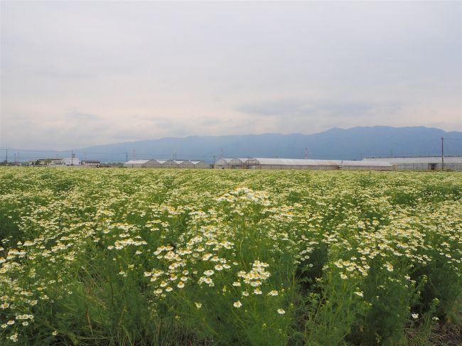 カモミール生産量日本一の岐阜県にて「コアントロー・カモミール・モヒート」が誕生