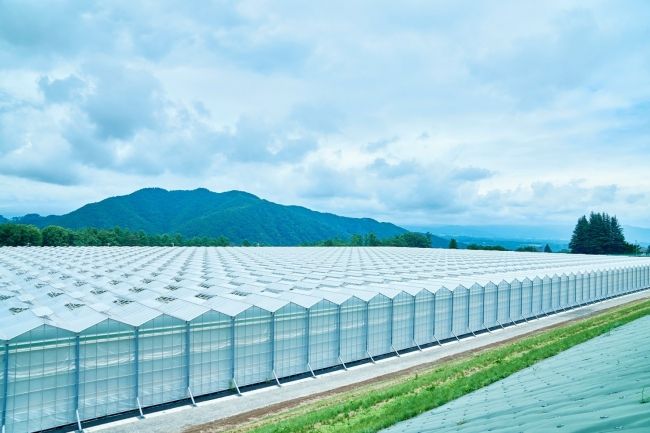 サラダボウル、NTT東日本と太陽光利用型植物工場のソリューション開発に向け協業へ