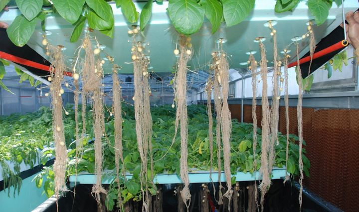 インドにてジャガイモの水耕栽培を開始。噴霧式エアロポニクスで短期・収量増へ