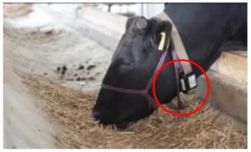 ダイエーグループ、牛の行動分析システム「U-motion」を本格導入