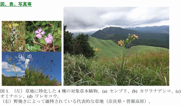 センブリ・カワラナデシコなど、日本で草地が10万年以上維持されてきたことを実証