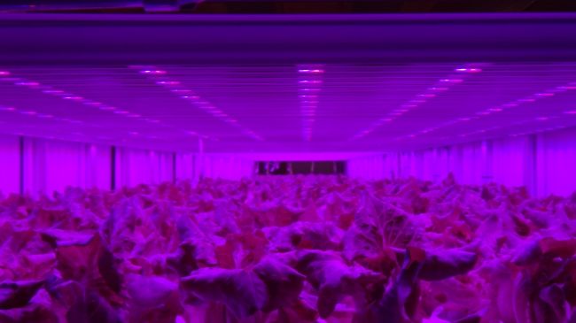 セブンイレブン向け・プライムデリカの植物工場。植物育成用LED照明「フィリップス グリーンパワーLED」が採用