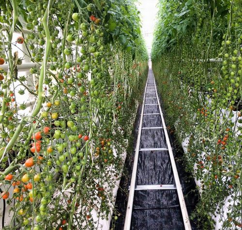 豪州のアクアポニクス型植物工場が施設規模を拡大。年成長率20％のオーガニック市場を狙う