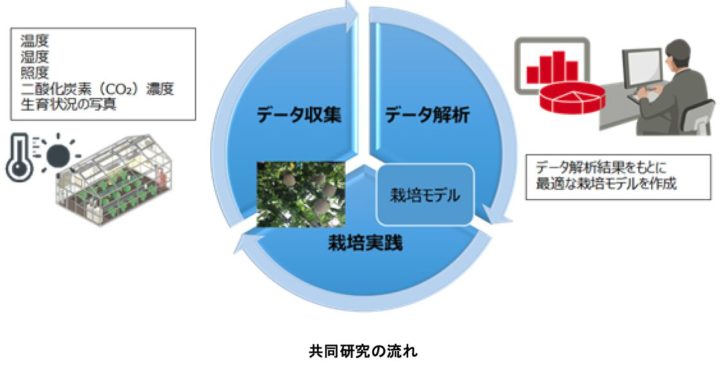 富士通と越谷市、IoTを活用したメロン水耕栽培の研究を開始