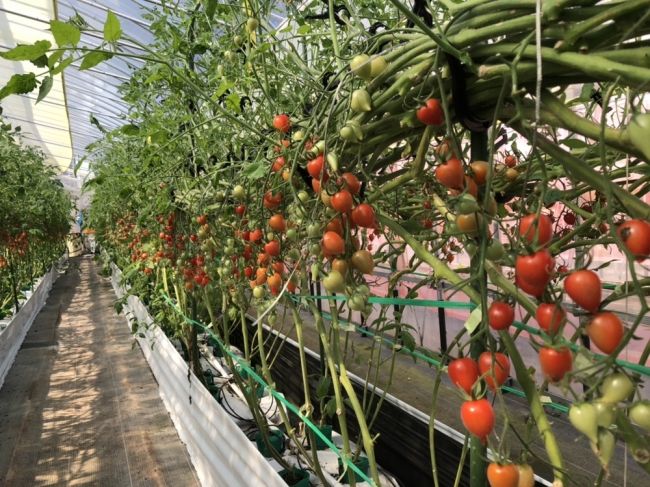 シン・エナジー、秋田県にてミニトマト「恋ベリー」のハウス栽培を開始。再生可能エネルギーとの融合も視野に