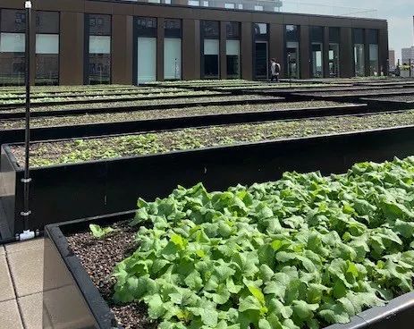 ニューヨーク・マンハッタン区にて2番目に大きな都市型農場Essex Farmがオープン
