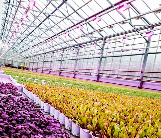 植物工場を展開する英国アストウッド社、フィンランドのLEDメーカーと提携