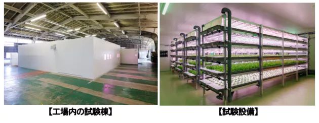 大和ハウスと三協立山、植物工場システム「agri-cube ID」を発売。最短32日でフリルレタスが栽培可能