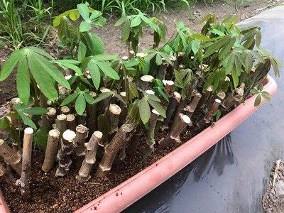  GM7による宮城県丸森町にて農業法人を設立。タピオカ原料のキャッサバや海外ニーズの高いリコリスなどを栽培