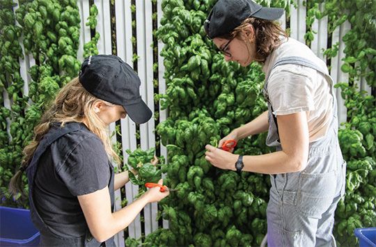 食料品の卸売GFS社、ミシガン州の拠点にSquare Roots社の植物工場がオープン