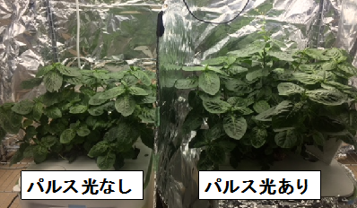 徳島文理大、新型LEDによるパルス照射にてタデ藍の収穫重量が増加。植物工場にも応用へ