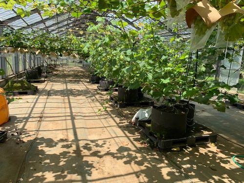 AI潅水施肥システムのゼロアグリ、新たにナシ、ブドウの試験栽培を開始